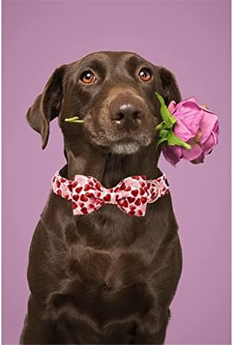 Hfdgdfk Valentine Red Heart Dog Collar com gravata borbole