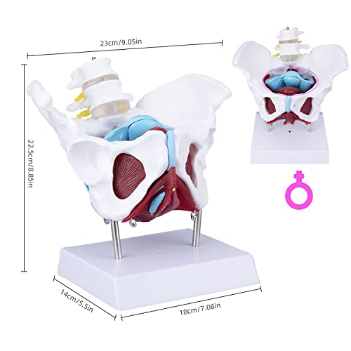 Modelo de Anatomia da Pelvis fêmea de Faruijie - Músculos do assoalho pélvico e órgãos reprodutivos e órgãos removíveis