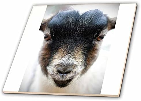 3DROSE Uma fotografia macro de um adorável retrato de cabra de bebê. - Azulejos