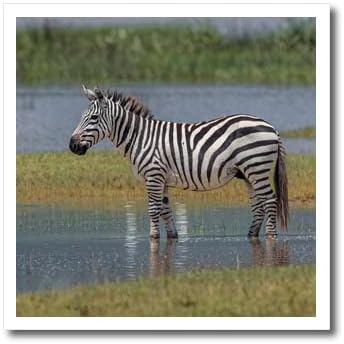 3drose Burchells Zebra, Ngorongoro Crater, Tanzânia, África - Ferro em transferências de calor