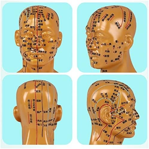 Modelo de acupuntura de cabeça KH66ZKY - Modelo de acupuntura humana - Face Face Face False HD Lettering para MASSAGEM ILUSMAGEM ENDERNO