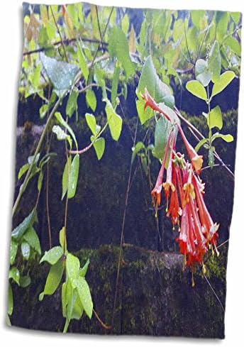 3drose tdswhite - fotos de natureza sazonal de verão - madressilva floresce videira - toalhas