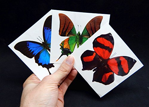 Grandes tatuagens temporárias de borboleta por utopia de borboleta