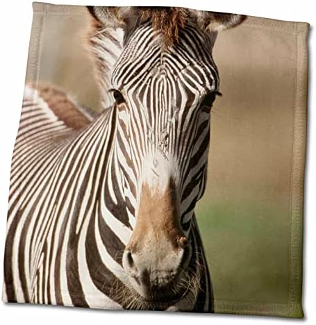 3drose Danita Delimont - Zebras - Retrato de Grevys Zebra. - Toalhas