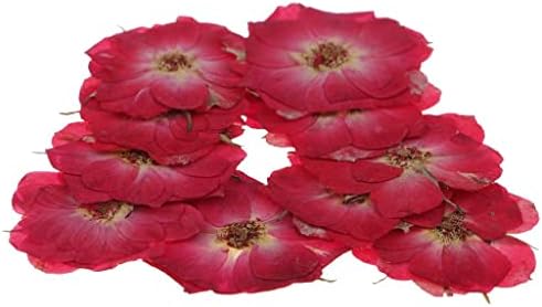 BAOBLAZE 20 peças Flores prensas secas e rosa vermelha fabricando suprimentos
