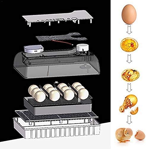 ALREMO 103234536 Incubadora de ovo Automático incubatória de aves de aves 12 Controle de temperatura do ovo para galinhas patos Aves