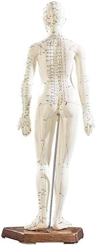WOGQX 2PCS 45 cm Modelo de acupuntura humana, figuras de acupuntura masculina e feminina, marcações coloridas meridianas