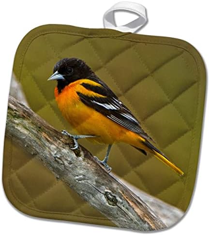 3drose Canada, Ontário, Parque Provincial de Rondeau. Baltimore Oriole em ... - Potholders