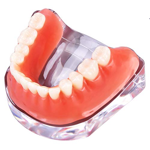 Modelo odontológico, simulação dentes de brinquedo Material de plástico alto analógico para ensino de classe