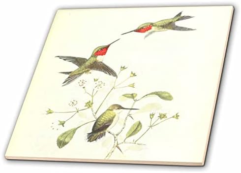 3drosrose vintage ruby ​​throated beijdbird pássaros impressão de arte para amantes de pássaros - azulejos