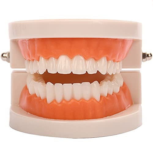 Modelo de dentes padrão, Yofan Kids Dental Ensthing Study Supplies