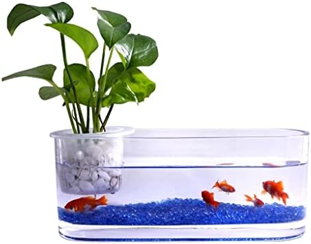 Vaso de peixe vaso de vidro criativo vidro transparente tanque de peixe vaso hidropônico decoração de desktop decoração de peixe pequeno tanque de água tanque de peixe pequeno tanque de peixe kit de partida