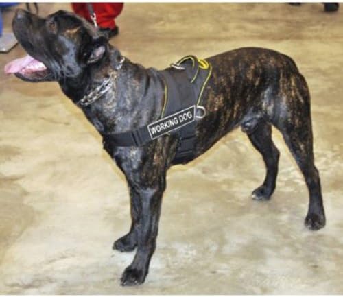 DT Fun Works Arnês, cão de trabalho, preto com acabamento amarelo, grande-se encaixa no tamanho: 32 polegadas a 42 polegadas