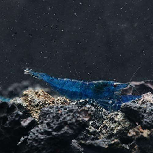 Substratesource Neocaridina Davidi Blue Dream Camarão para aquários de água doce