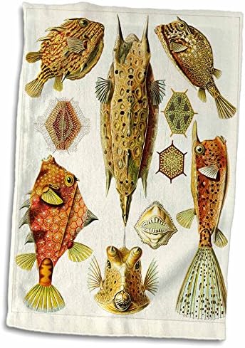 3drose florene vintage - famosa esboço biólogo de anatomia de um peixe 1800 - toalhas