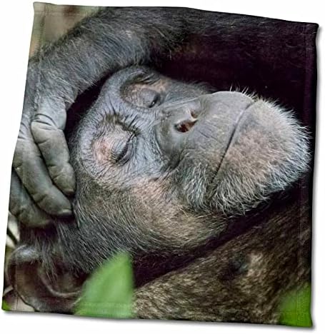 3drose Africa, Uganda, Kibale Forest NP. Chimpanzé dormindo. - Toalhas