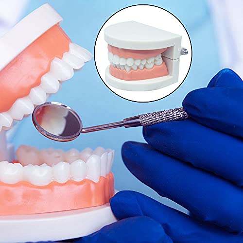 Modelo de dentes dentários padrão ccmtanghong ， de dentes de crianças demonstração de dentes de escovar o modelo de