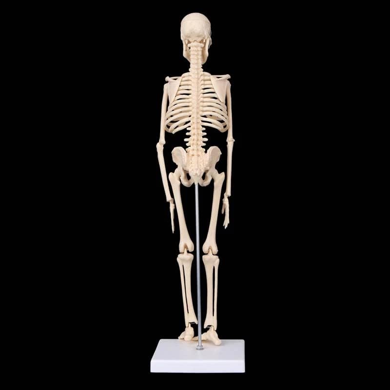 Modelo de esqueleto humano de anatomia anatômica de 45cm