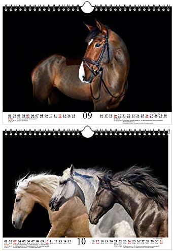 Horse Magic Deluxe A4 Calendário para 2021 Cavalos - Conjunto de presentes Conteúdo: 1x Calendário, 1x CARTO DE NATAL