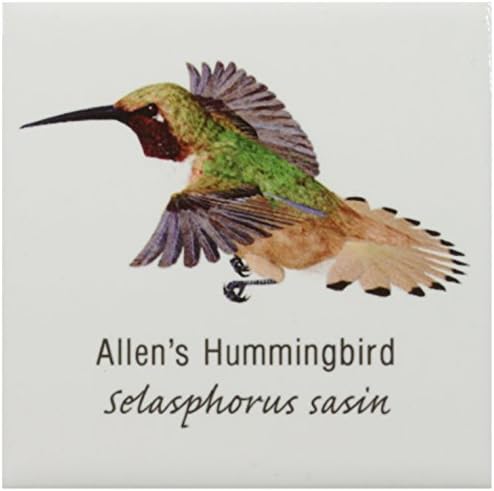 3drose CT_37132_1 Azulejo de cerâmica de Hummingbird de Allen, 4 polegadas