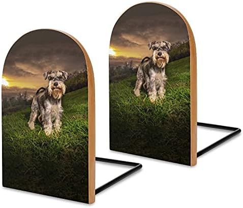 Schnauzer em miniatura no Sunset Book Ends for Pratele