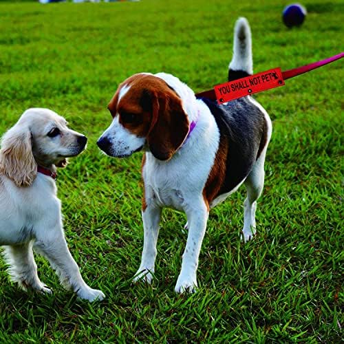 Manga de coleira engraçada de cachorro Você não deve fazer uma colmeira de cão de estimação Presente de aniversário de