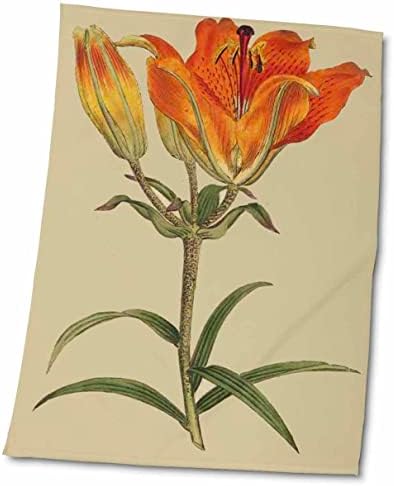 3drose florene - vintage Botanical II - Impressão de planta de lírio laranja a partir de 1700 - toalhas