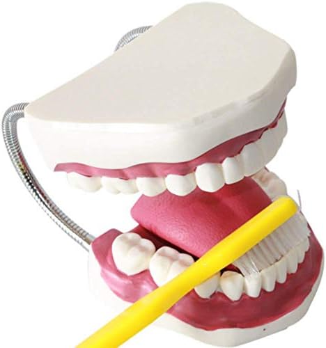 5 vezes ampliação do modelo dentário modelo de assistência dental Pesquisa odontológica Ensino de estomatologia