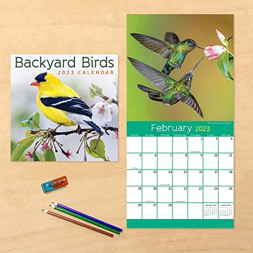 TF Publishing Backyard Birds Mini Calendário 2023 | 2023 Calendário de parede 12 meses Grade grande 2023 Parede do calendário