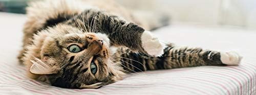 My Lucky Pets LLC Alívio de ansiedade para gatos - Relaxente avançado para gatos - acalma seu gato - Ansiedade de alívio