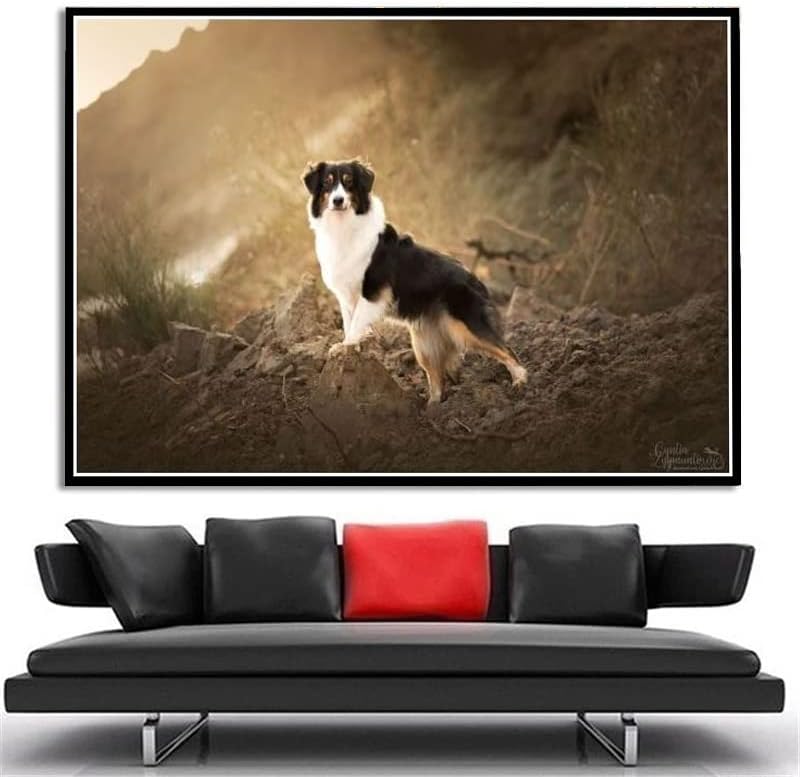 Border Collie Cute Pet Petscape Animal