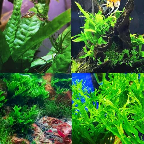 Mainam 2 Diferentes Java Fern Windelov Java Fern Tropical água doce Decorações de plantas de aquário vivo 3 dias Buy2Get1Free