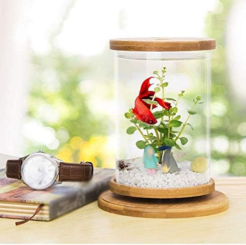 Twdyc Ecological Bottle Fish Fish Micro Paisagem Aquário Pequeno Tanque de Peixes Desktop Small Fish Tank Mini Micro Paisagem