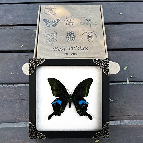Real Butterfly Butterfly Moth Insets Dead Bug Shadow Box Frame Taxidermy Amostra exibir curiosidades de estranhidade Arte da