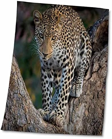 3drose Africa, Zâmbia. Retrato de leopardo na árvore. - Toalhas