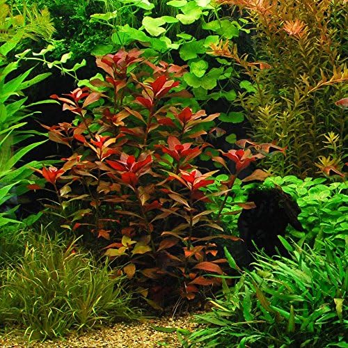 Easy Live Aquarium Plants Package - 7 tipos - Anacharis, e muito mais!