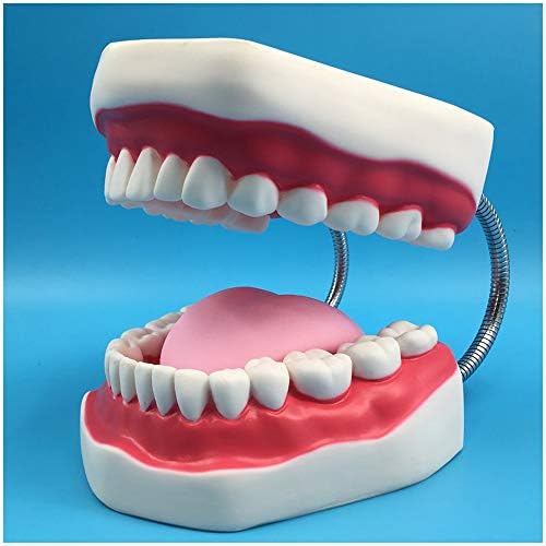 Modelo de dentes padrão de Kh66zky Modelo de dentadura de dentes Ensino do ensino de ensino de escovação Modelo de