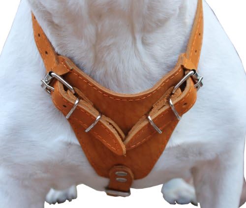 Arnês de cão de couro genuíno, baú de 33 -41, 1 tira larga Terra Nova, Great Dane