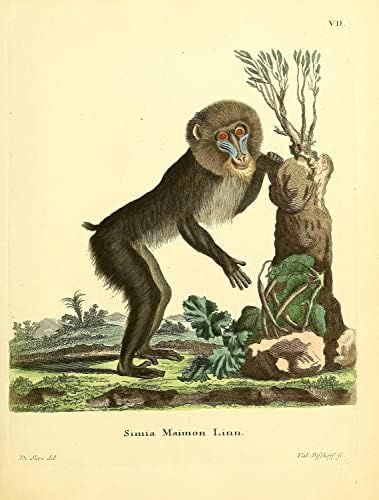 Mandrill PriMate Monkey Vintage Wildlife Decor de escritório de sala de aula Zoologia Ilustração Antique Poster de Fine Art Print - 18x24 - Tela esticada