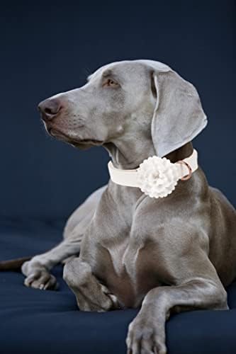 Colarinho de cachorro de couro branco de cauda de cauda elegante, menina ou menino colarinho durável, colarinho de cão de
