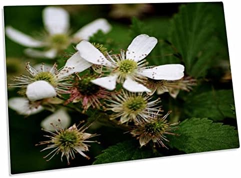 3drose um aglomerado de foto de flor selvagem branca tirada no. - Tapetes de local para baixo da almofada