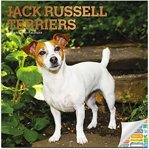 Jack Russell Terriers Calendário 2023 - Deluxe 2023 Jack Russell Wall Calendar Pacote com mais de 100 adesivos de calendário