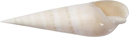 A empresa de concha do mar Terebra Maculata Flesh Polished Shell 5-7