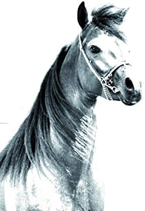 Cavalo árabe, lápide oval de azulejo de cerâmica com uma imagem de um cavalo