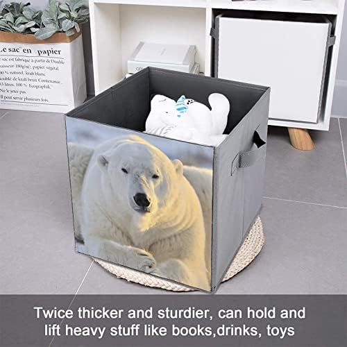Imagens de urso polar nudquio