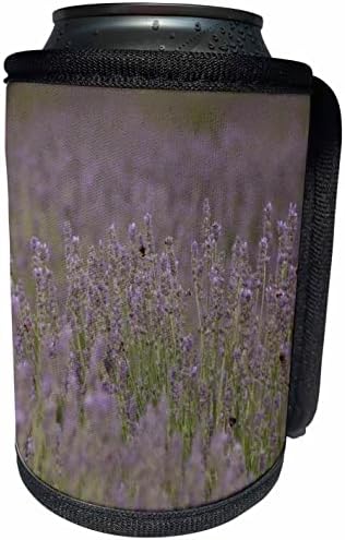 3drose Bee no meio comigo paisagem de lavanda. - LAPA BRANCHA RECERLER WRAP