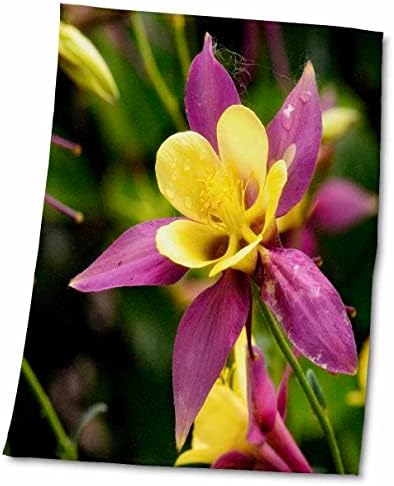 3drose close-up de flor de columbina roxa e amarela. - Toalhas