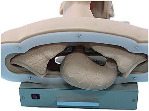 Intubation Medical Manikin Simulator - Modelo de Intubação Traqueal Avançada - Manikin - Com Manikin de Intubação do Laboratório de Manikin Alarm Airway