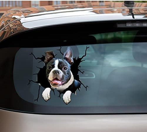 Espreitando Boston Terrier Decal