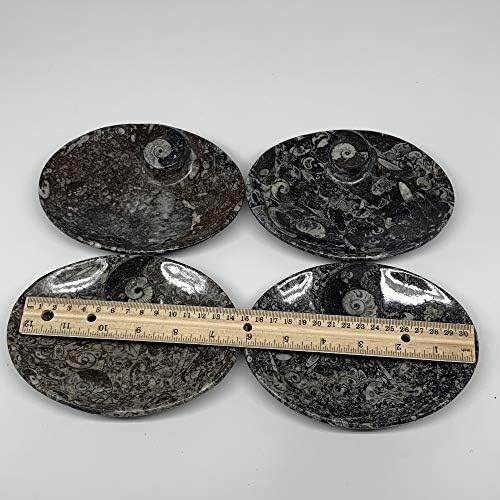 Conjunto de 4pcs WATANGEMS, 6,25 x4,75 x5mm, fósseis ovais naturais artesanais Oval Orthoceras Bigela de prato de forma oval de amonita,